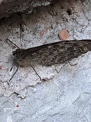 Lasiommata