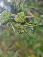 Pycnanthemum verticillatum
