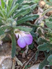 Ajuga iva iva