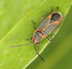Caenocoris nerii