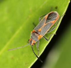Caenocoris nerii