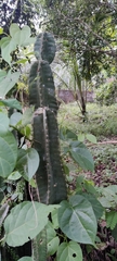 Cereus jamacaru