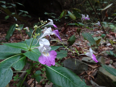 Impatiens balfourii