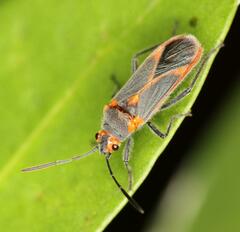 Caenocoris nerii