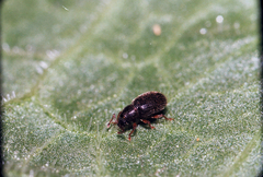 Baromiamima concinna