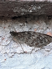 Lasiommata