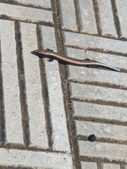 Chalcides viridanus