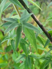 Pycnanthemum verticillatum