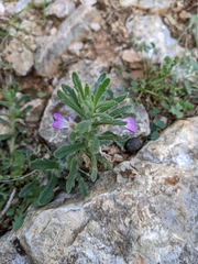 Ajuga iva iva