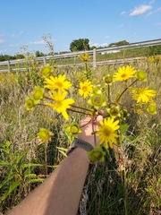 Silphium integrifolium