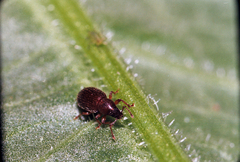 Baromiamima concinna
