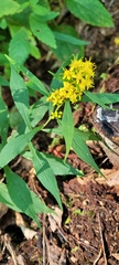 Solidago curtisii