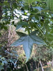 Liquidambar styraciflua