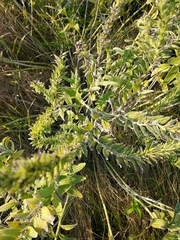 Lithospermum parviflorum