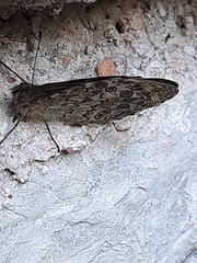Lasiommata