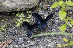 Papilio memnon