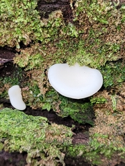 Pseudohydnum gelatinosum