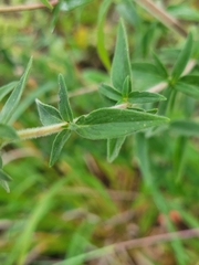 Pycnanthemum verticillatum