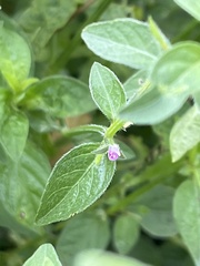 Dicliptera peduncularis