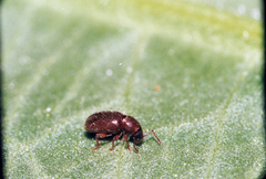Baromiamima concinna
