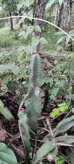 Cereus jamacaru