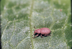 Trachyphloeus spinimanus