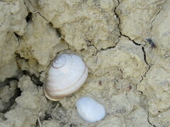 Otala punctata