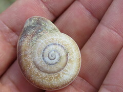 Otala punctata