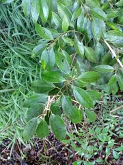 Cinnamomum verum