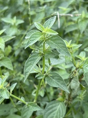 Dicliptera peduncularis