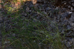 Achnatherum bromoides