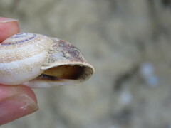Otala punctata