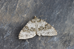 Entephria infidaria