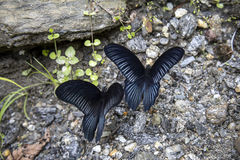 Papilio memnon