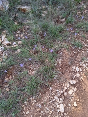 Colchicum longifolium
