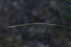 Achnatherum bromoides