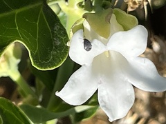 Bruchinae