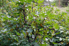 Ribes rubrum