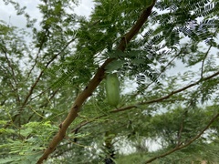 Vachellia farnesiana