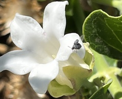 Bruchinae