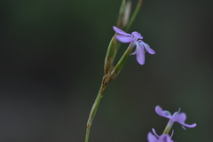 Dianthus ciliatus