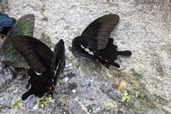 Papilio helenus