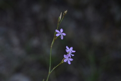 Dianthus ciliatus