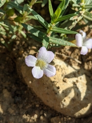 Gratiola officinalis