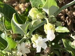 Bruchinae