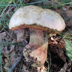Rubroboletus satanas