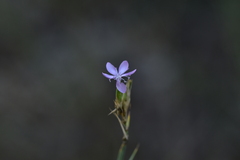 Dianthus ciliatus