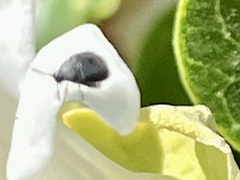 Bruchinae