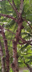 Averrhoa bilimbi