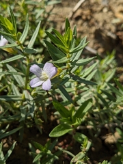 Gratiola officinalis